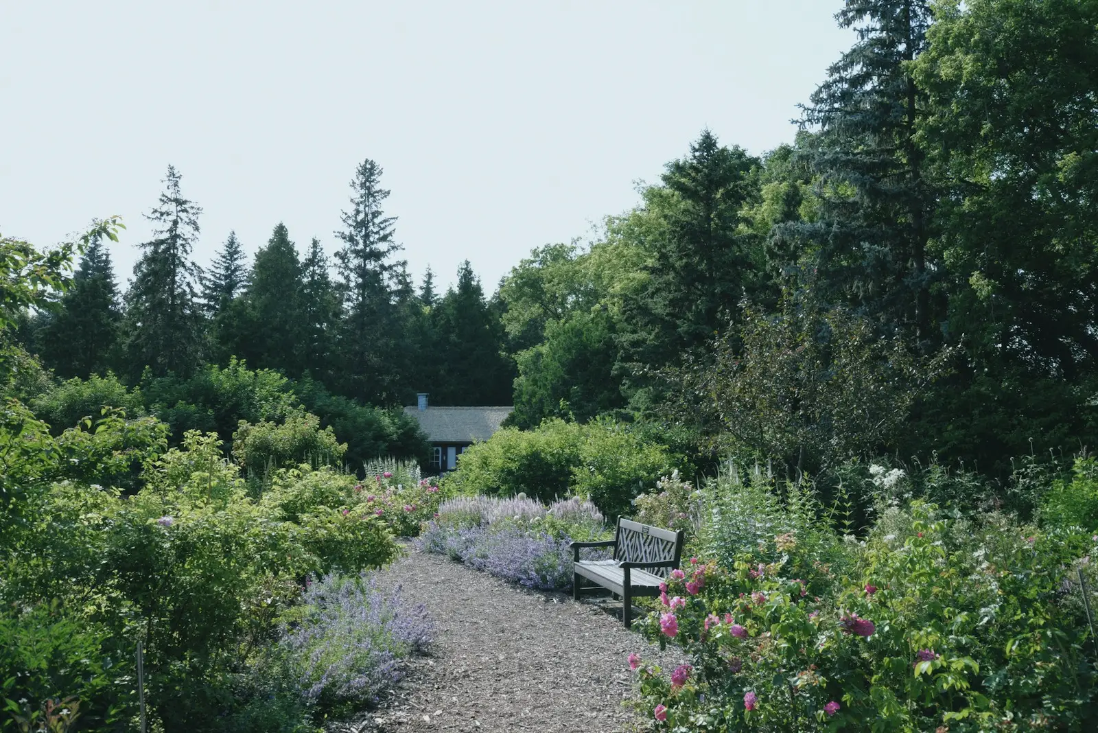 Une allée de jardin bordée de vivaces et de lavandes, sous les pins
