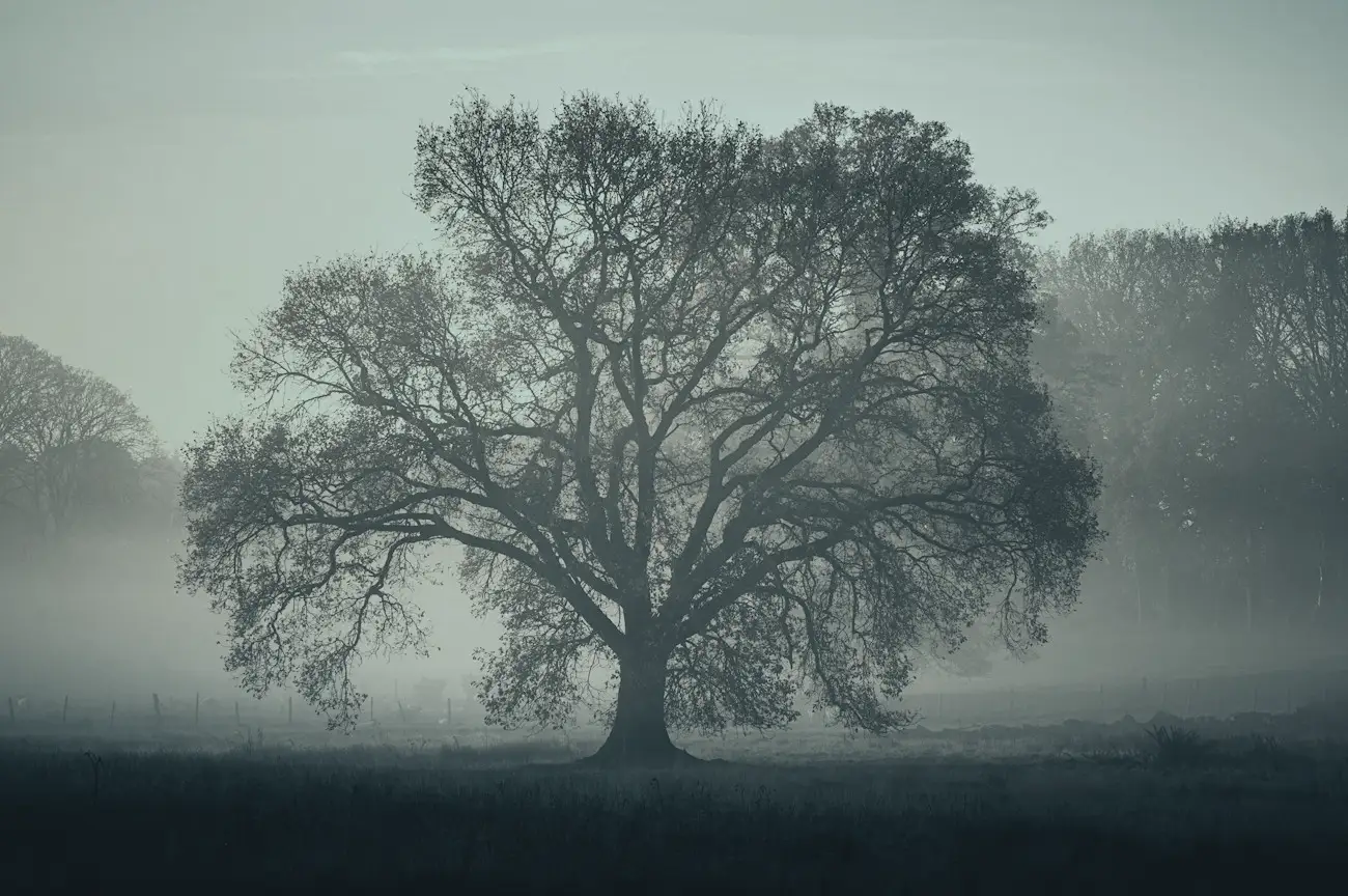 Un chêne isolé dans la brume du matin