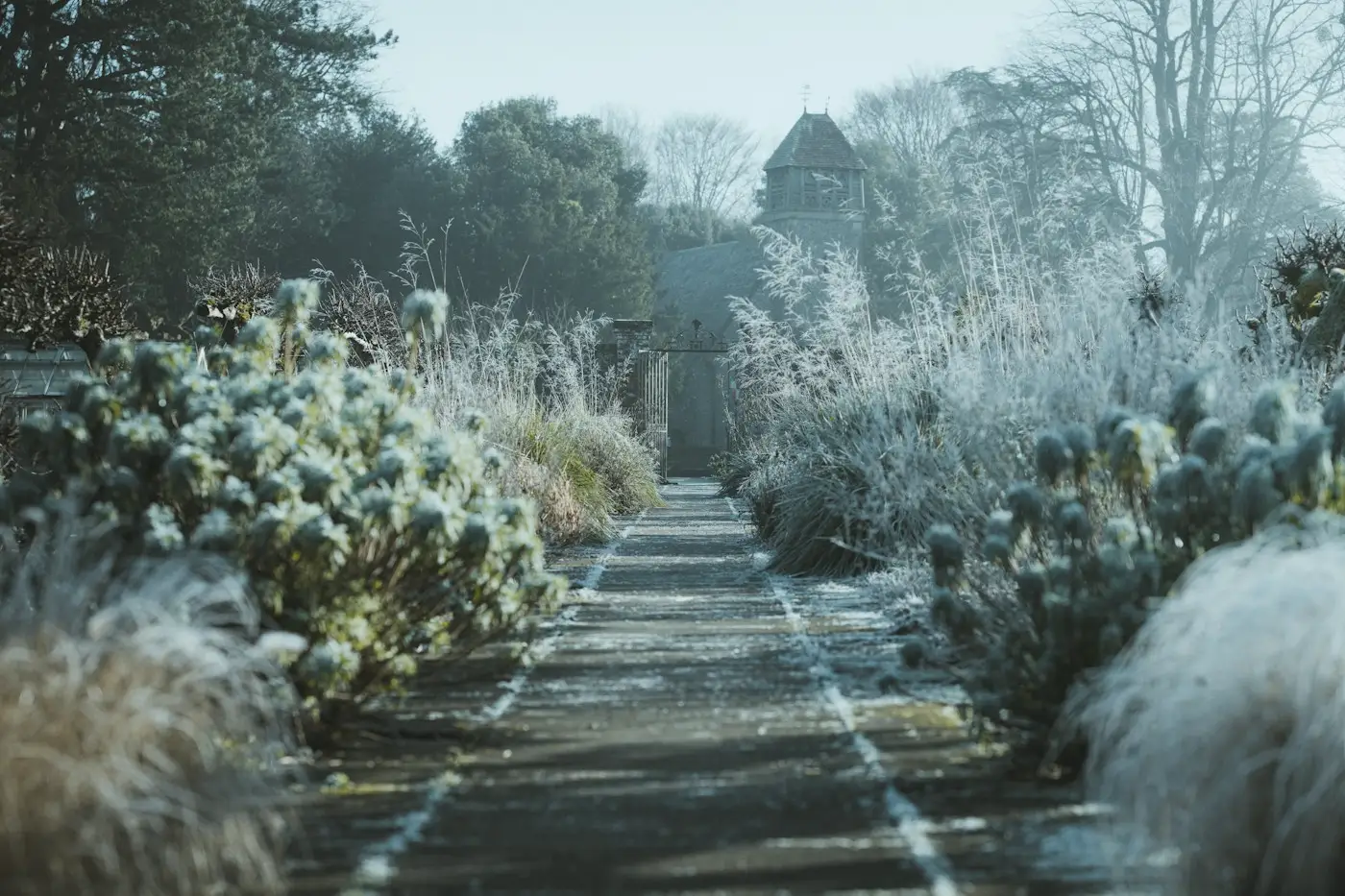 Un jardin d'hiver givré, graminées et chardons bleus
