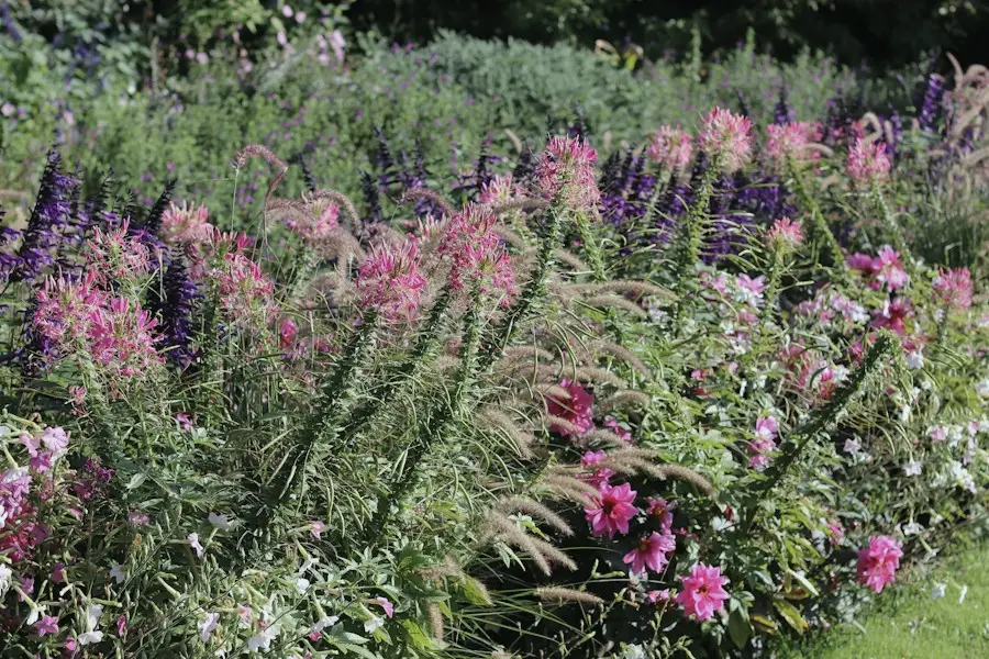 Un massif de vivaces roses et violettes
